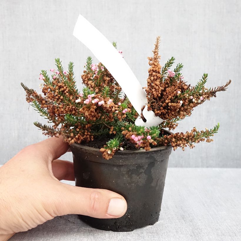 Erica vagans Pyrenees Pink 12cm pot sample as delivered in autumn