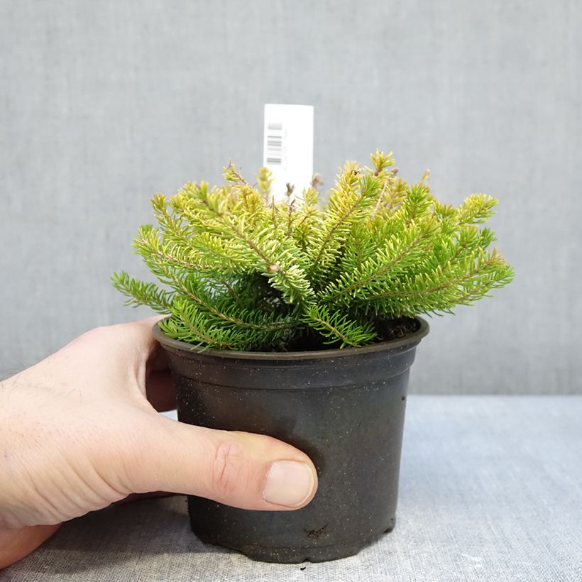 Erica vagans f. aureifolia Yellow John - Heath 10cm/11cm pot sample as delivered in winter