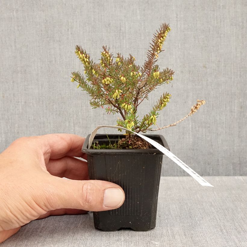 Erica darleyensis Winter Belles Lucie - Winter Heath 8/9 cm pot sample as delivered in autumn