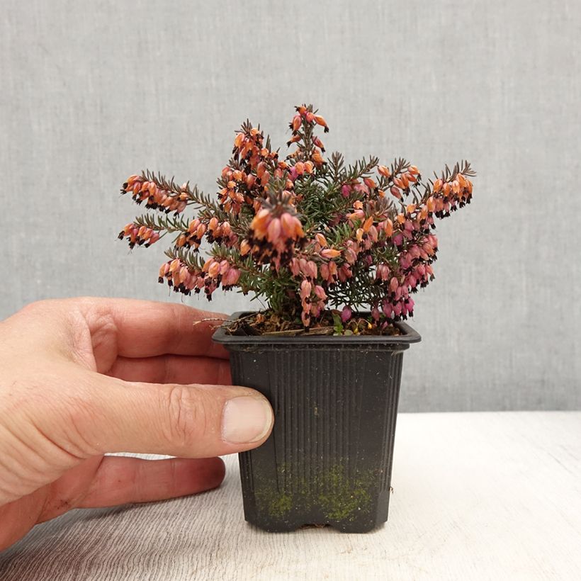 Erica darleyensis Winter Belles Lucie - Winter Heath 8/9 cm pot sample as delivered in spring