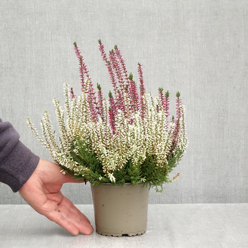 Calluna vulgaris Garden Girls Trio - Heather 1L/1.5L pot sample as delivered in autumn