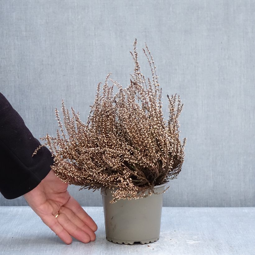 Calluna vulgaris Garden Girls Trio - Heather 1L/1.5L pot sample as delivered in winter
