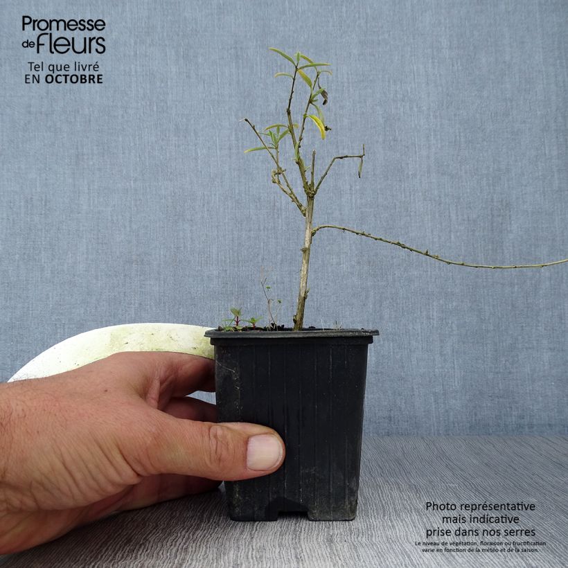 Buddleja alternifolia - Butterfly Bush 8/9 cm pot sample as delivered in autumn