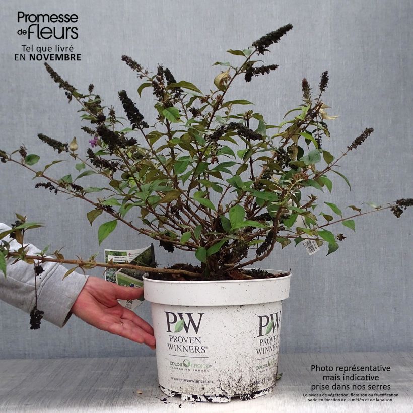Buddleja Blue Chip - Butterfly Bush 7.5L/10L pot sample as delivered in autumn