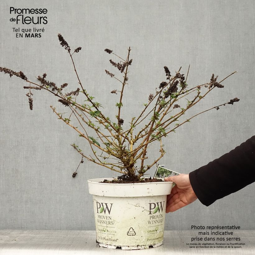 Buddleja Blue Chip - Butterfly Bush 7.5L/10L pot sample as delivered in spring