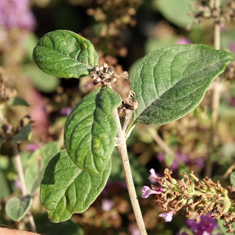 Buddleia Blue Chip Jr - Butterfly Bush (Foliage)