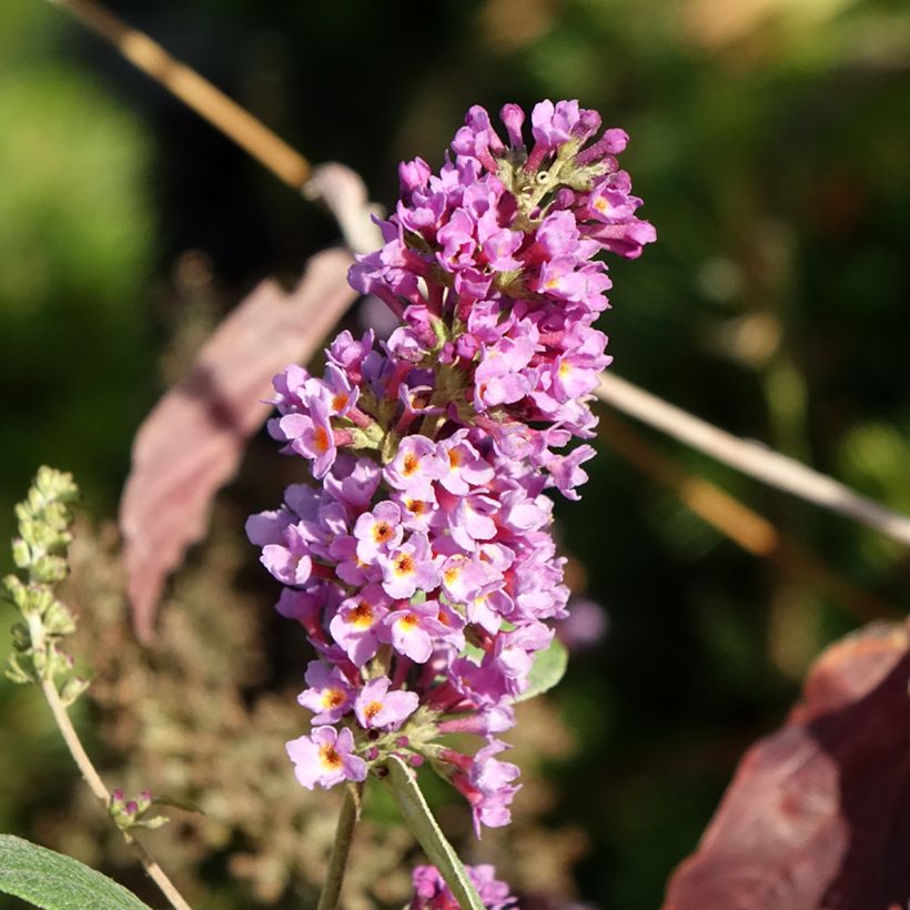 Buddleia Blue Chip Jr - Butterfly Bush (Flowering)
