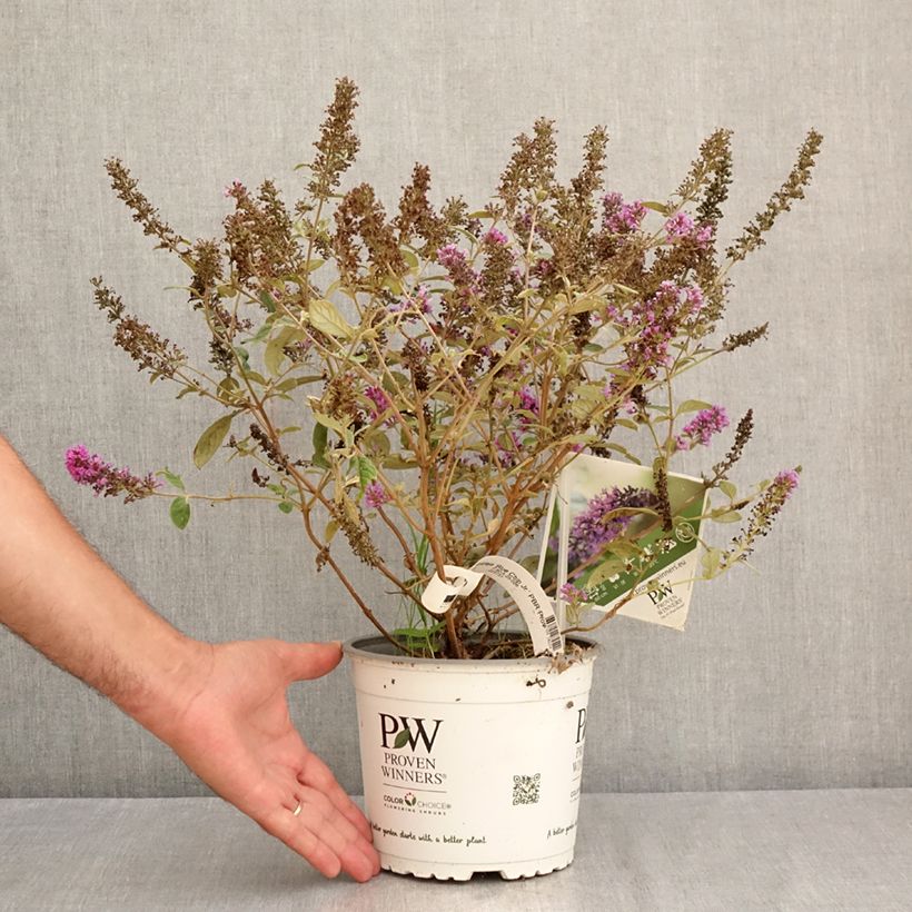 Buddleia Blue Chip Jr - Butterfly Bush 2L/3L pot sample as delivered in summer