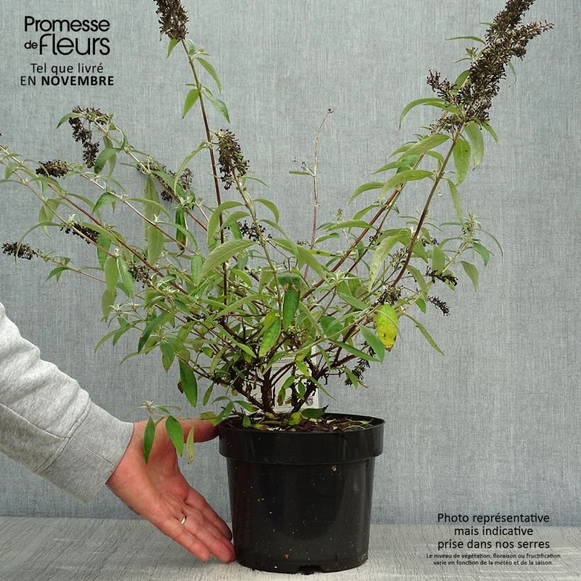 Buddleia davidii Adonis Blue - Butterfly Bush 3L/4L pot sample as delivered in autumn