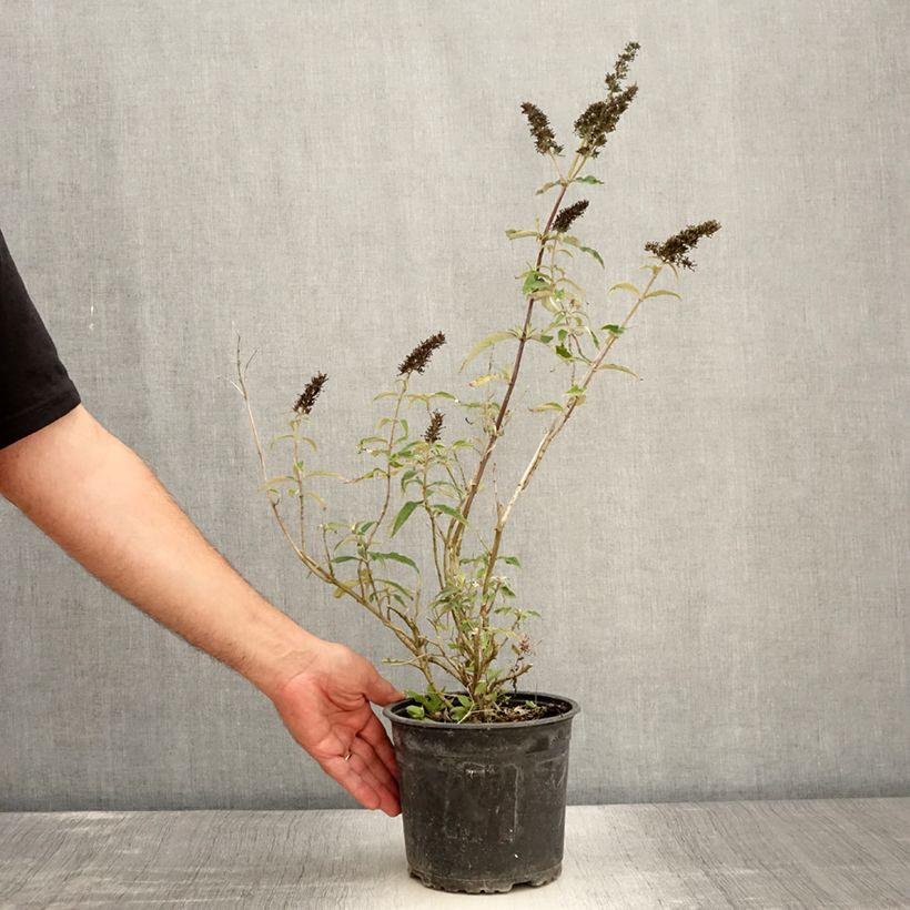 Buddleia davidii Black Knight - Butterfly Bush 2L/3L pot sample as delivered in summer