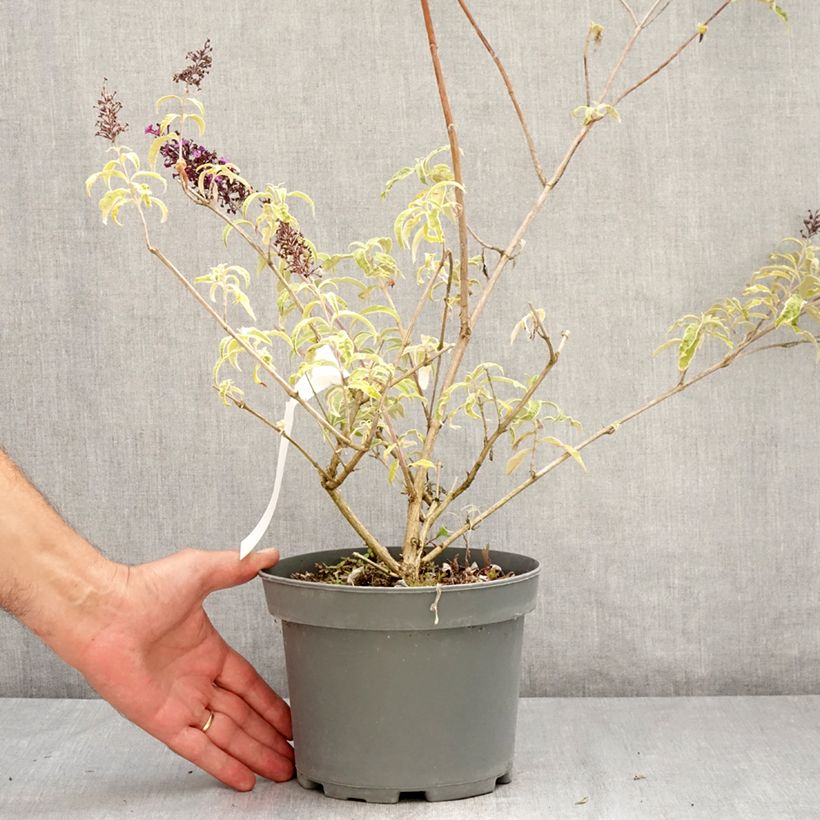 Buddleja davidii Harlequin - Butterfly Bush 2L/3L pot sample as delivered in summer