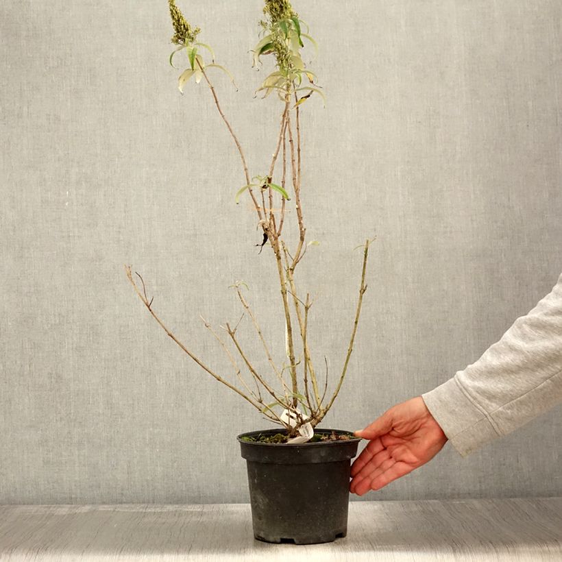 Buddleja davidii Marbled White Markeep - Butterfly Bush 2L/3L pot sample as delivered in autumn