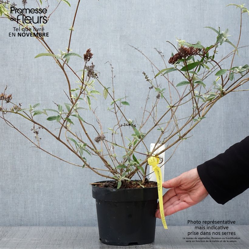 Buddleia davidii Masquerade - Butterfly Bush 3L/4L pot sample as delivered in autumn