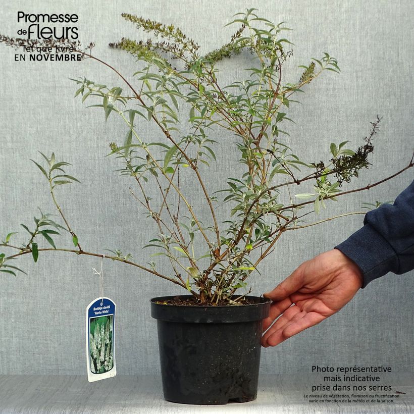 Buddleja davidii Nanho White - Butterfly Bush 2L/3L pot sample as delivered in autumn