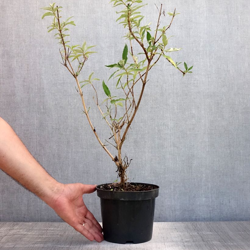 Buddleja davidii Nanho White - Butterfly Bush 2L/3L pot sample as delivered in summer