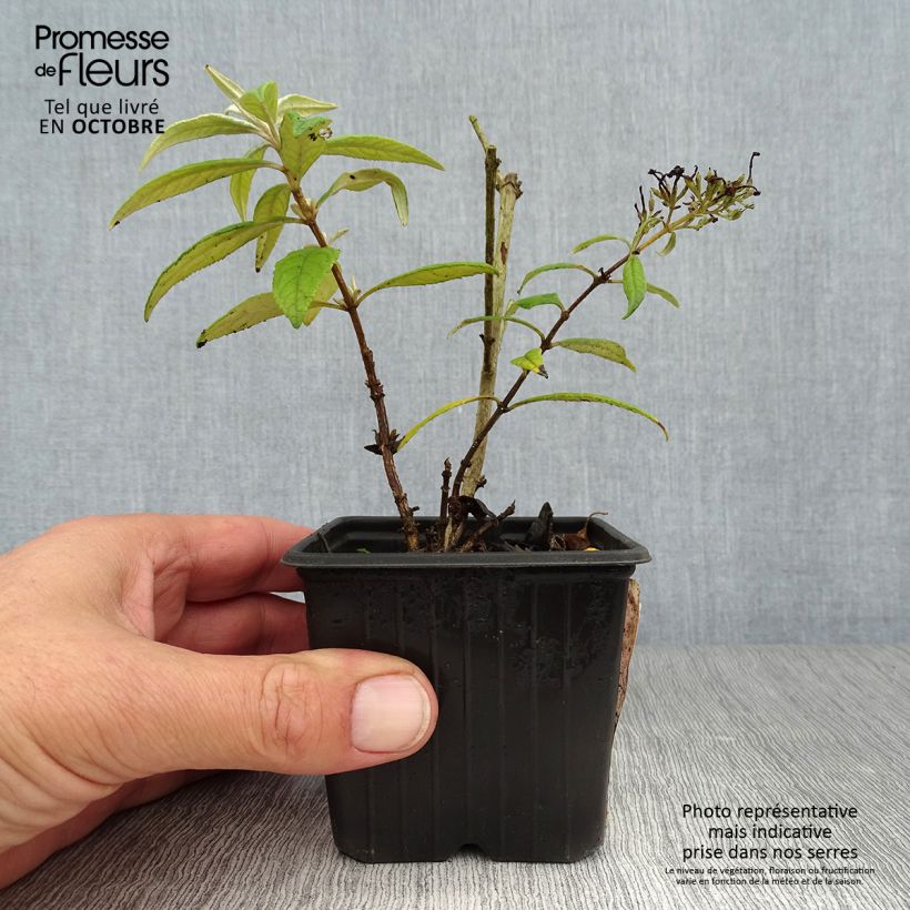 Buddleia davidii Pink Delight - Butterfly Bush 8/9 cm pot sample as delivered in autumn