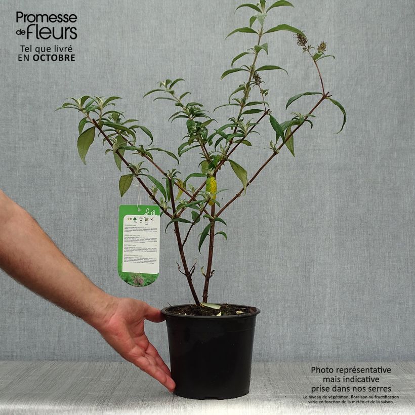 Buddleia davidii Pink Delight - Butterfly Bush 3L/4L pot sample as delivered in autumn