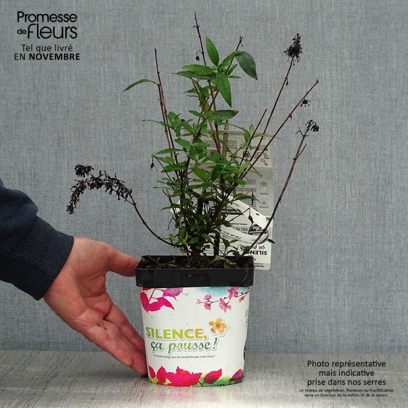 Buddleia davidii Prince Charming MONARCH - Butterfly Bush 2L/3L pot sample as delivered in autumn