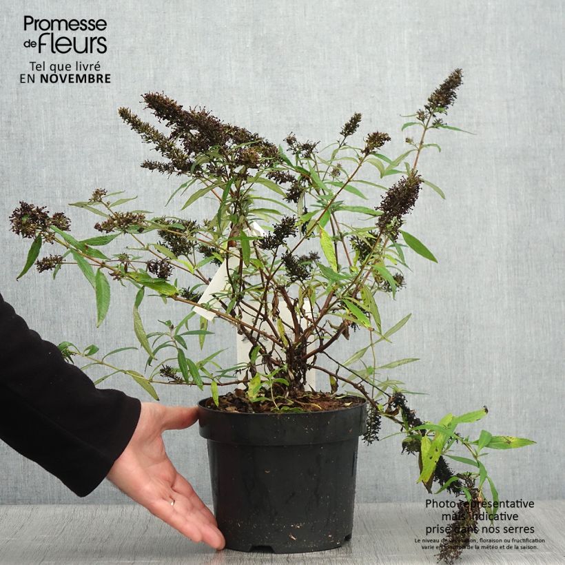 Buddleja davidii Purple Emperor Pyrkeep - Butterfly Bush 2L/3L pot sample as delivered in autumn