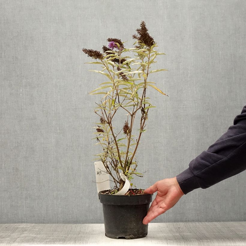 Buddleja davidii Purple Emperor Pyrkeep - Butterfly Bush 2L/3L pot sample as delivered in summer