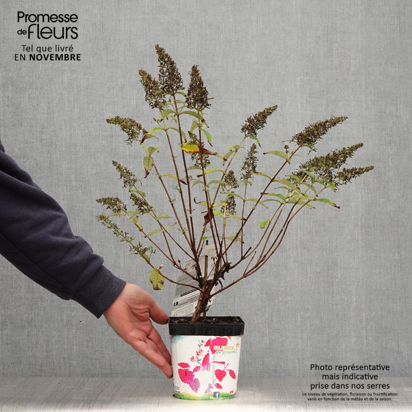 Buddleja davidii Rêve de Papillon Pink - Butterfly Bush 2L/3L pot sample as delivered in autumn