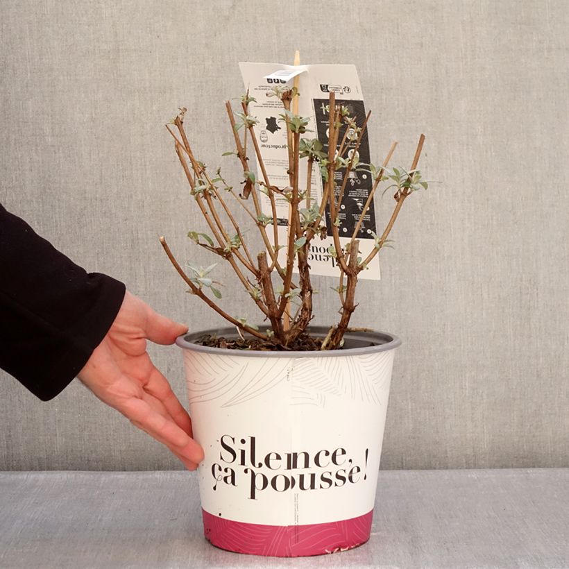 Buddleja davidii Reve de Papillon Violet - Butterfly bush 2L/3L pot sample as delivered in winter