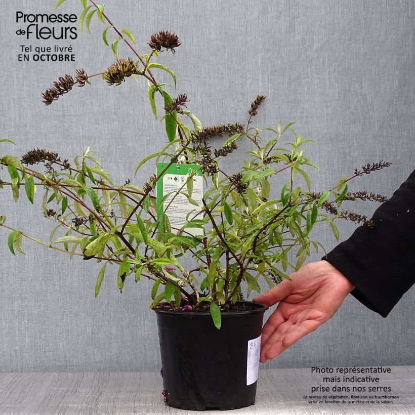 Buddleja davidii Santana - Butterfly Bush 2L/3L pot sample as delivered in autumn