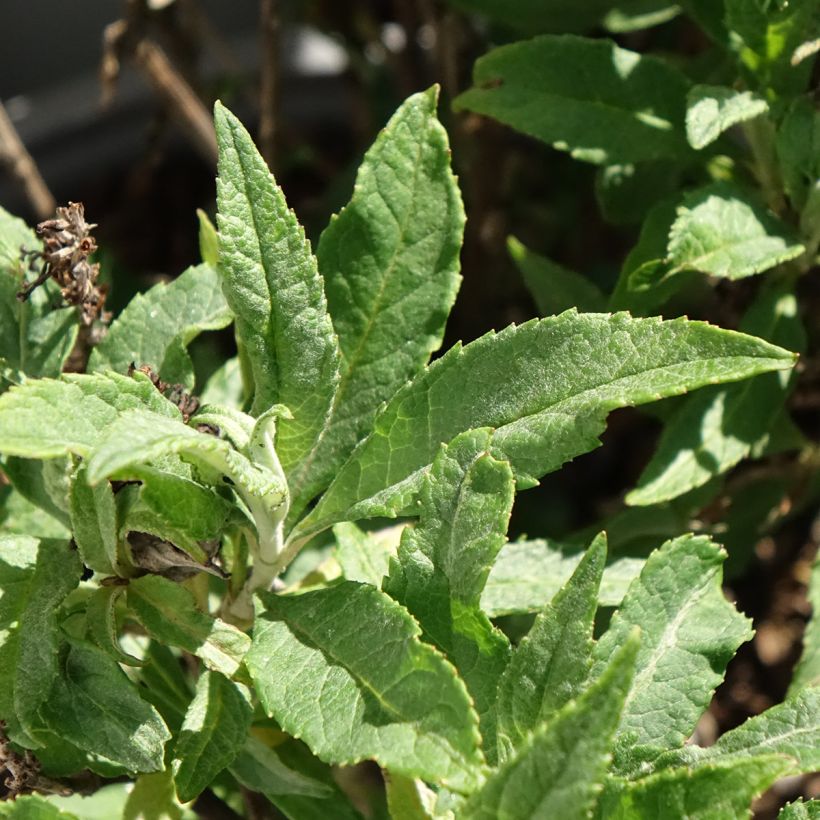 Buddleja x davidii Tiny Buddy Deep Blue - Butterfly Bush (Foliage)