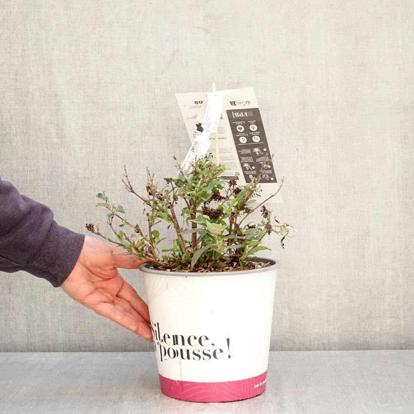 Buddleja x davidii Tiny Buddy Deep Blue - Butterfly Bush 4L/5L pot sample as delivered in spring