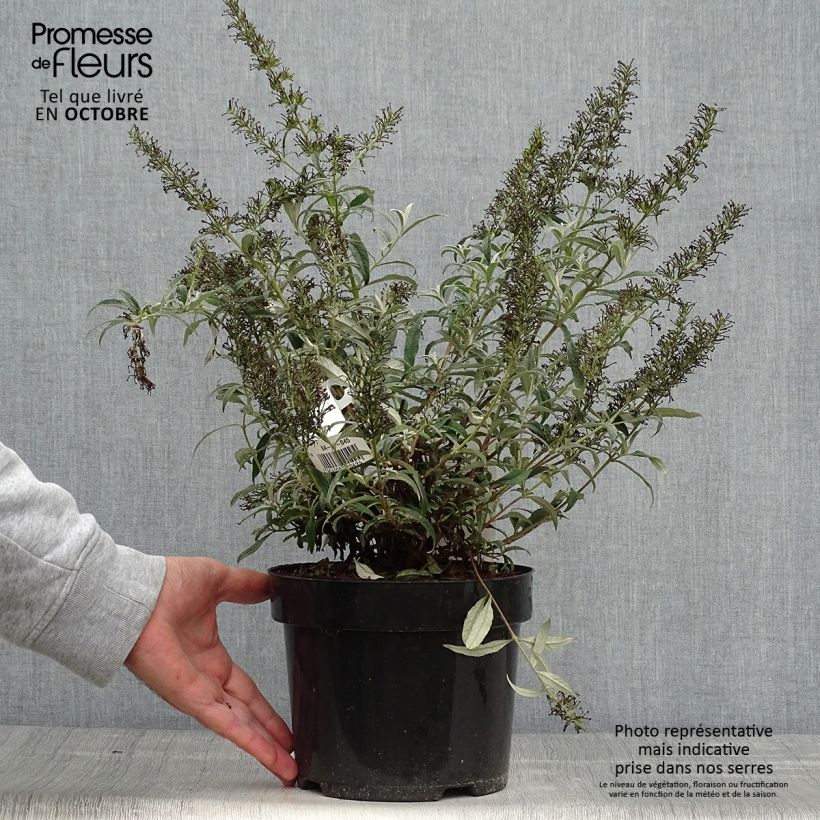 Buddleja davidii White Ball - Butterfly Bush 3L/4L pot sample as delivered in autumn