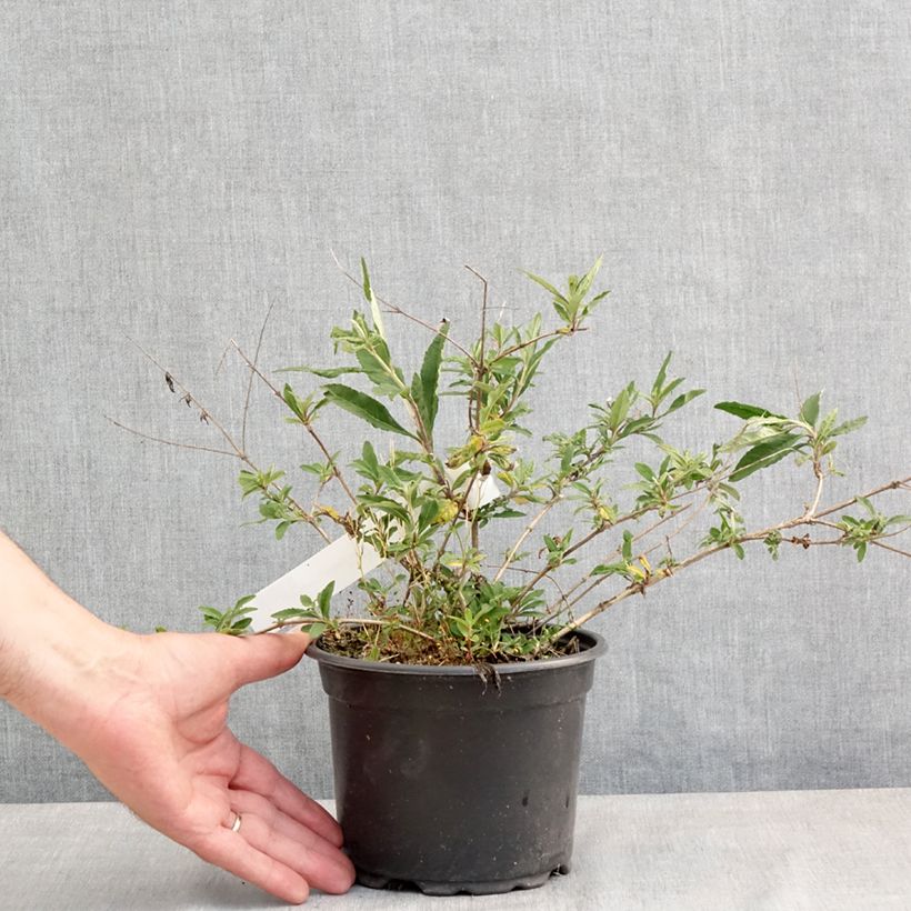 Buddleja davidii Free Petite Lavender Flow - Butterfly Bush 2L/3L pot sample as delivered in spring