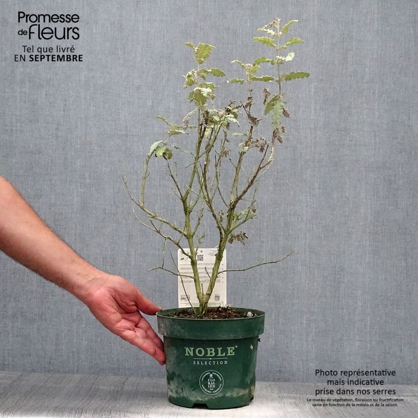 Buddleja glomerata Silver Service - Butterfly Bush 3L/4L pot sample as delivered in autumn