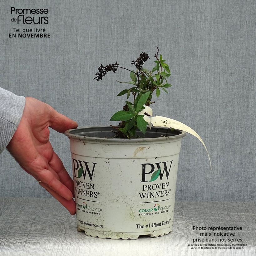 Buddleja davidii Lilac Chip - Butterfly Bush 2L/3L pot sample as delivered in autumn