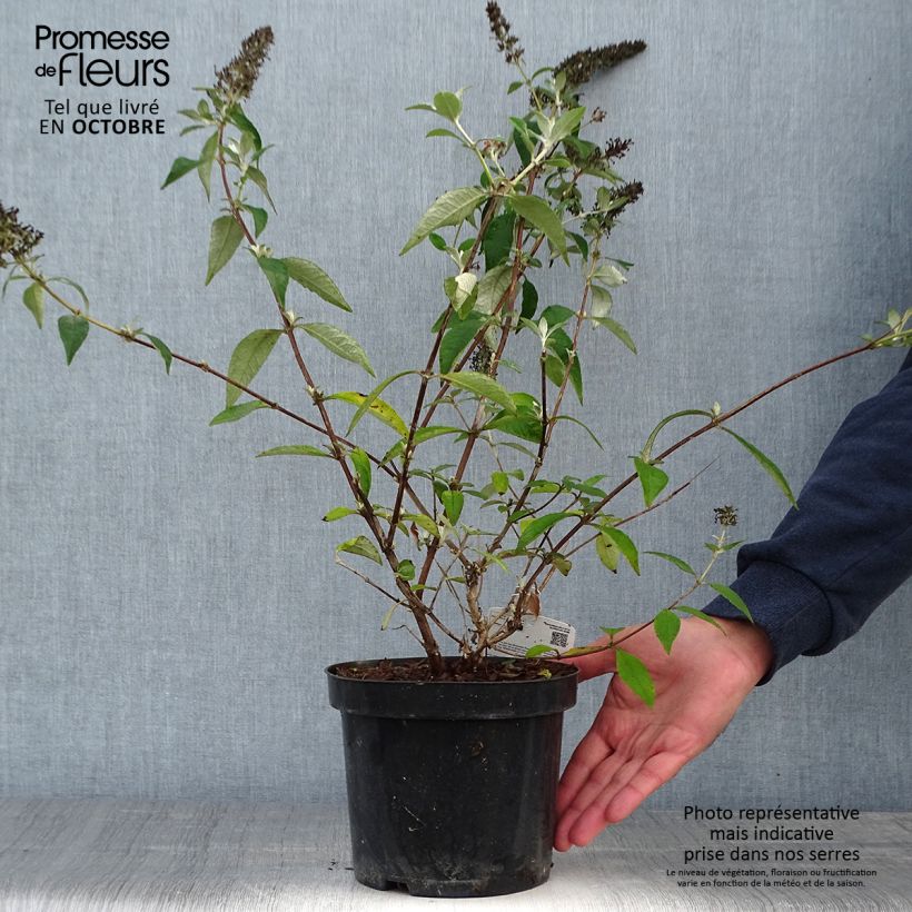 Buddleja Lochinch - Butterfly Bush 2L/3L pot sample as delivered in autumn