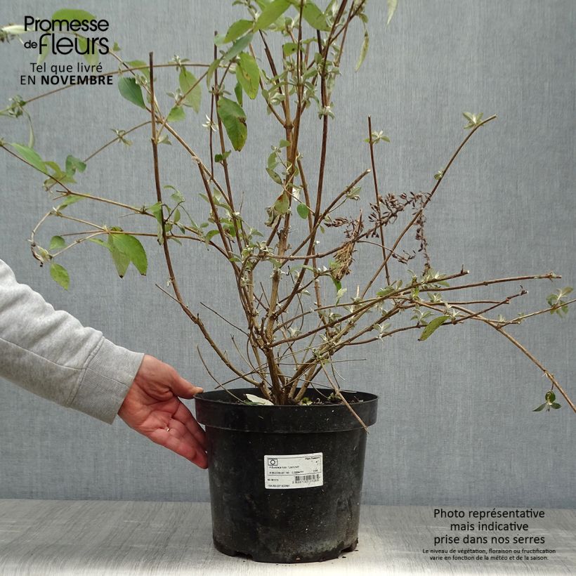 Buddleja Lochinch - Butterfly Bush 7.5L/10L pot sample as delivered in autumn