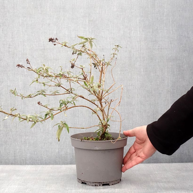 Buddleia Magda's Gold Knight - Butterfly Bush 3L/4L pot sample as delivered in winter