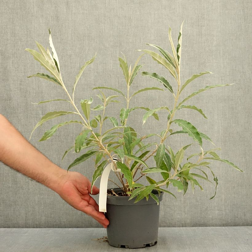Buddleja megalocephala 3L/4L pot sample as delivered in summer