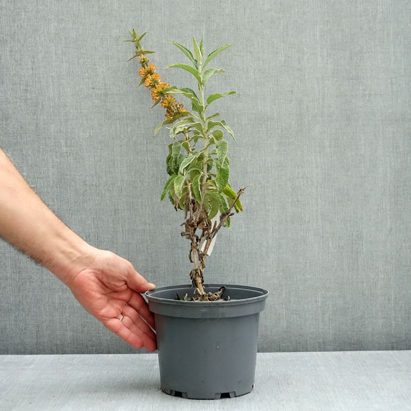 Buddleja Orange Sceptre 3L/4L pot sample as delivered in autumn