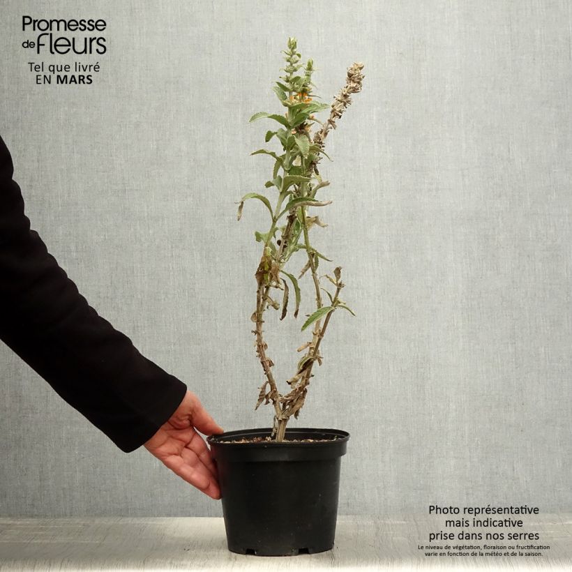 Buddleja Orange Sceptre 3L/4L pot sample as delivered in spring