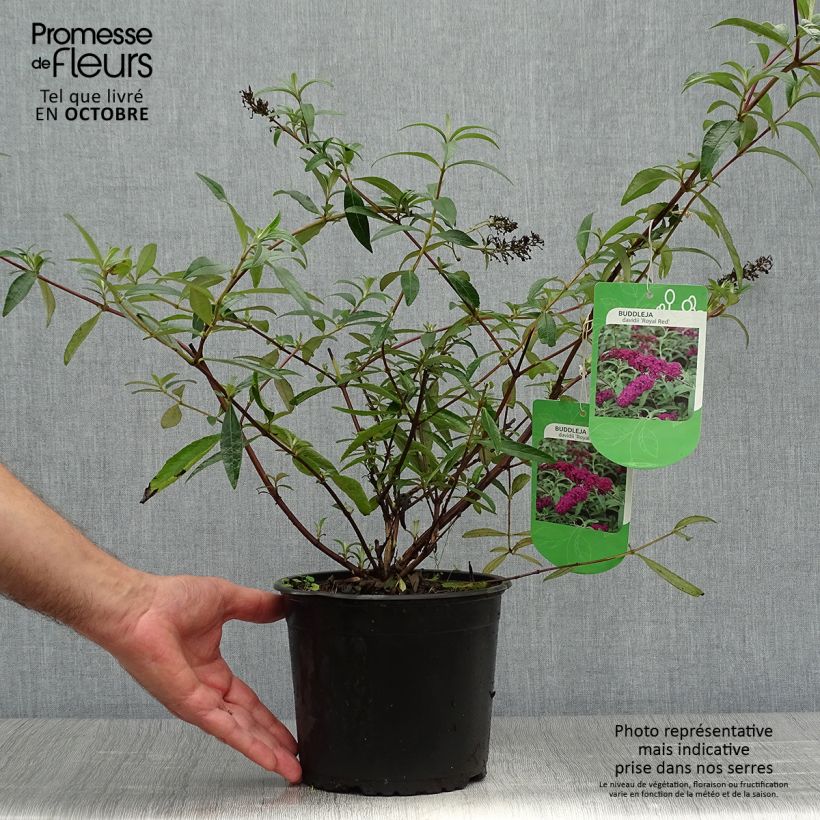 Buddleja davidii Royal Red - Butterfly Bush 2L/3L pot sample as delivered in autumn