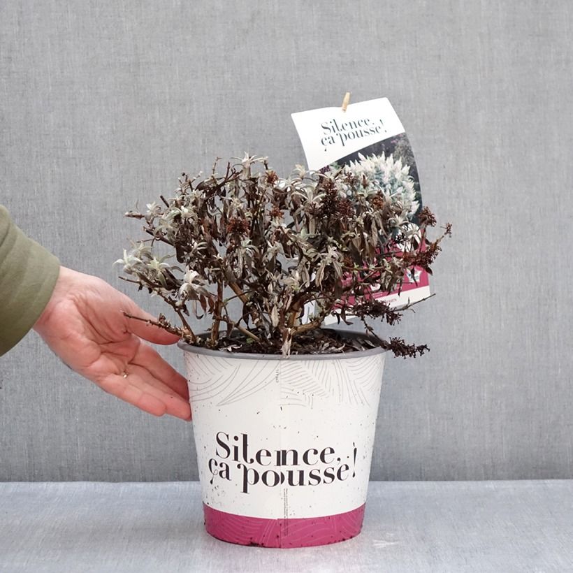 Buddleja davidii Tiny Buddy White - Butterfly bush 4L/5L pot sample as delivered in winter