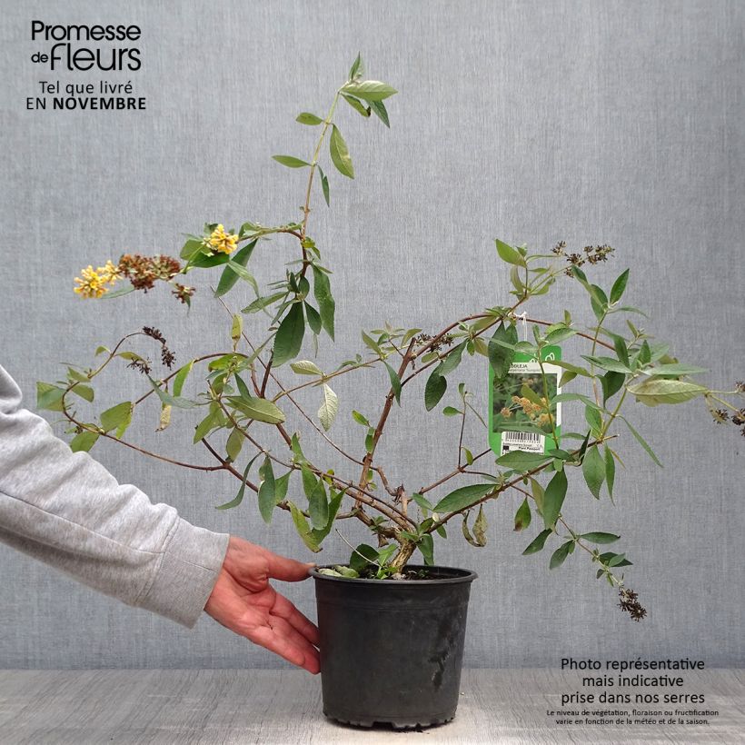 Buddleja x weyeriana Sungold 2L/3L pot sample as delivered in autumn