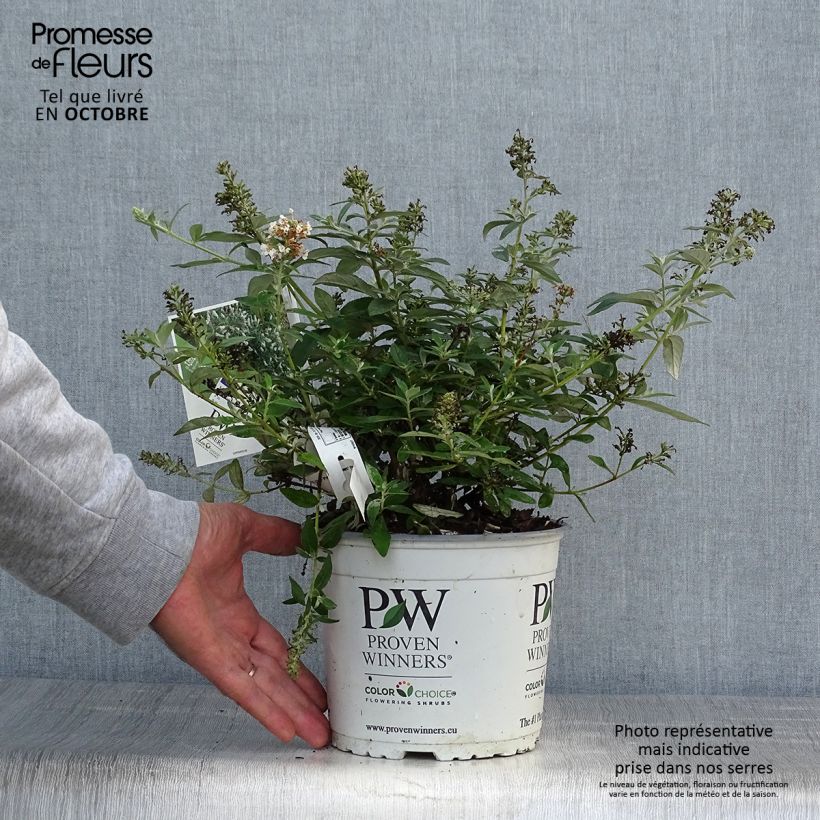 Buddleia White Chip - Butterfly Bush 2L/3L pot sample as delivered in autumn