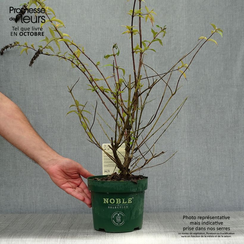 Buddleja davidii Argus Velvet - Butterfly Bush 3L/4L pot sample as delivered in autumn