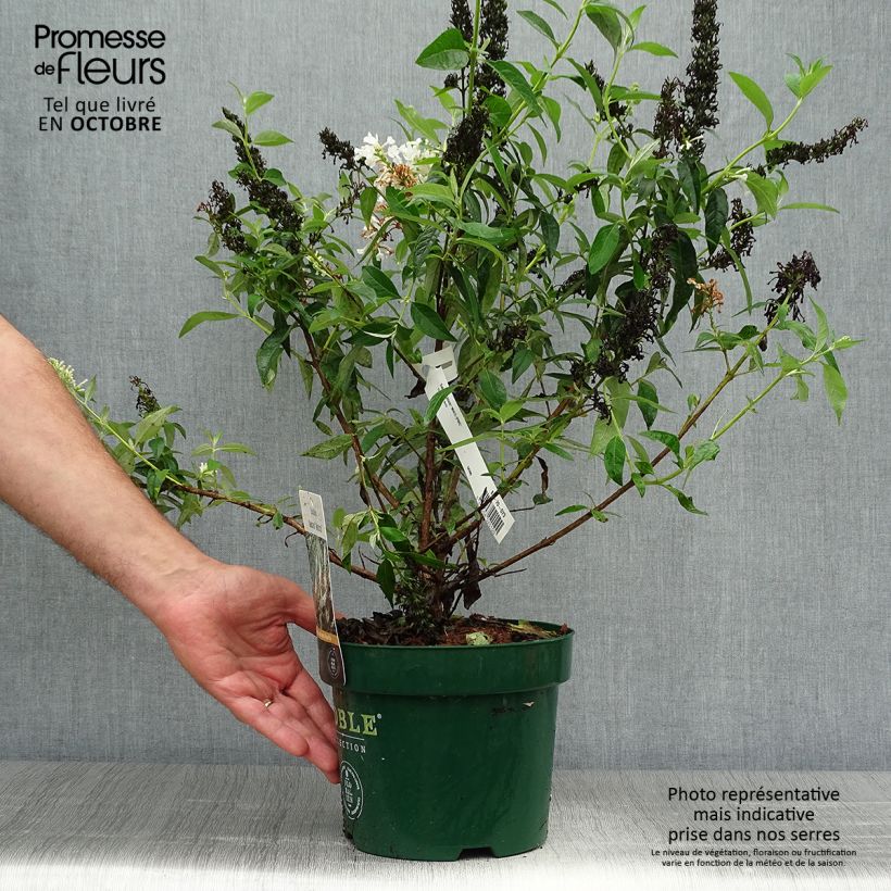 Buddleja davidii Argus White - Butterfly Bush 3L/4L pot sample as delivered in autumn
