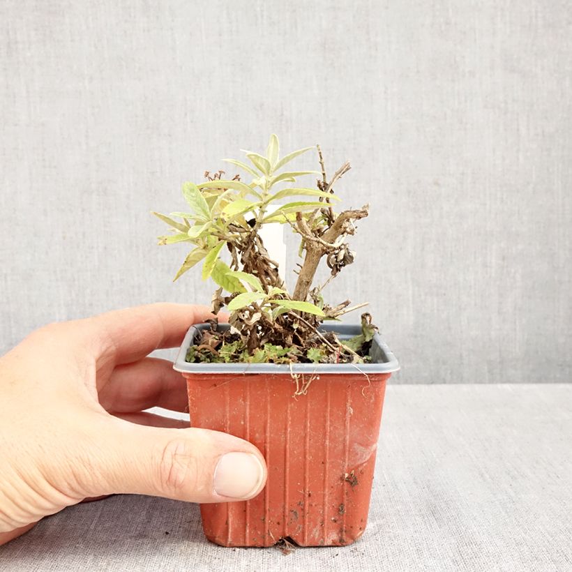 Buddleja davidii Butterfly Candy Lila Sweetheart - Butterfly Bush 8/9 cm pot sample as delivered in autumn