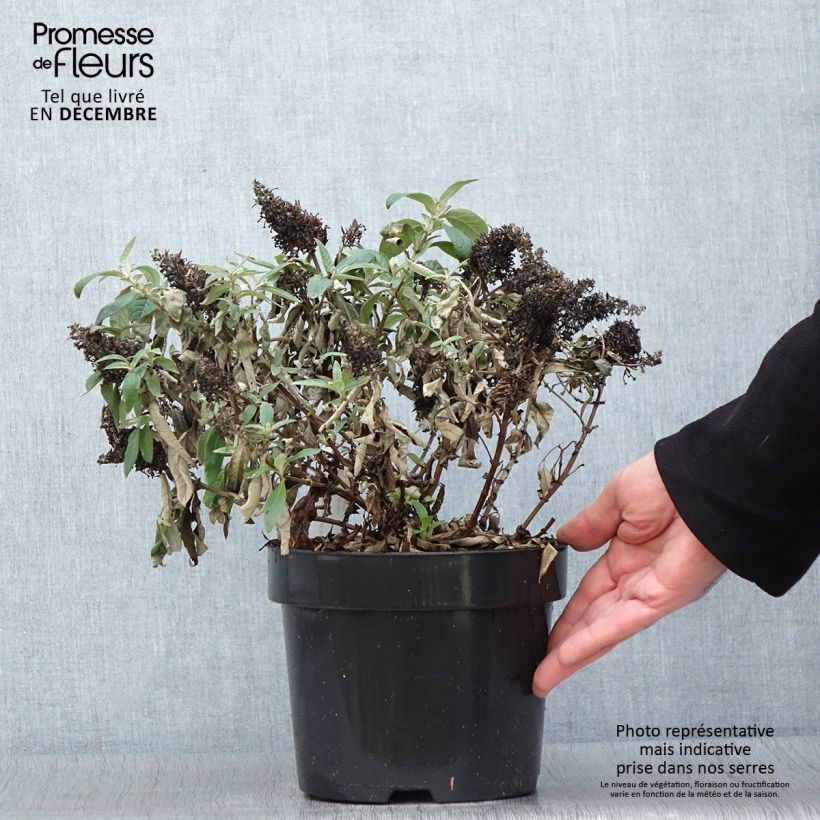 Buddleja davidii Butterfly Candy Lila Sweetheart - Butterfly Bush 3L/4L pot sample as delivered in autumn