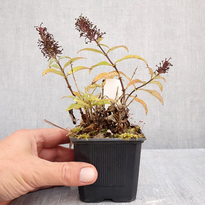 Buddleja davidii Butterfly Candy Little Pink - Butterfly Bush 8/9 cm pot sample as delivered in autumn