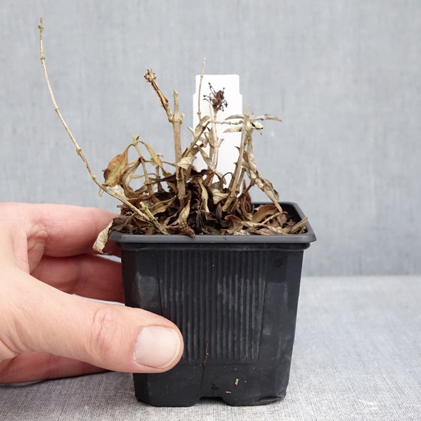 Buddleja davidii Butterfly Candy Little Pink - Butterfly Bush 8/9 cm pot sample as delivered in winter