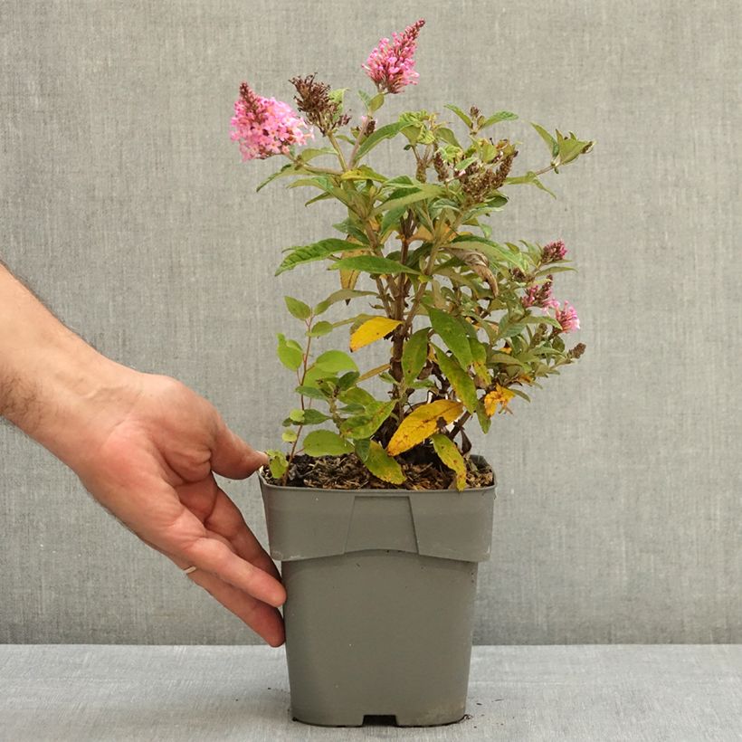 Buddleja davidii Butterfly Candy Little Pink - Butterfly Bush 2L/3L pot sample as delivered in summer